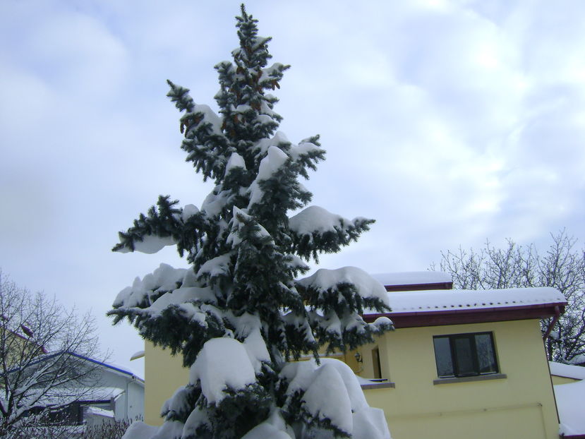 Al 2-lea viscol in 10 zile; 10-11 ian 2017
