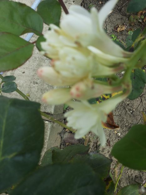 ; Primele mele tuberoze,
