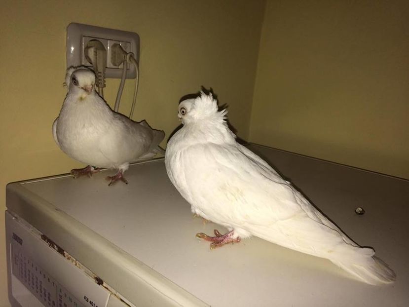 15978155_1227809097303329_948428501_n