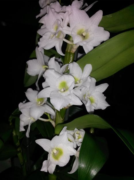 dendro n alb 2 2016.12.18 3