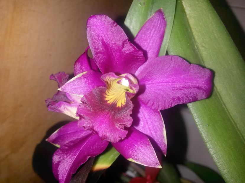 cattleya violet slc 2016.12.28 3 - catt 2016