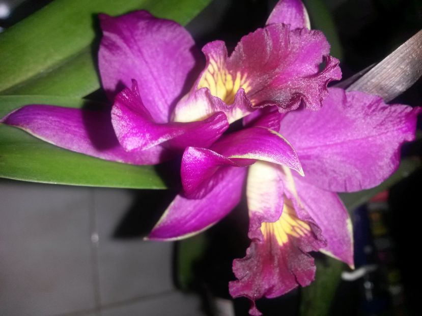 cattleya violet slc 2016.12.28 4 - catt 2016