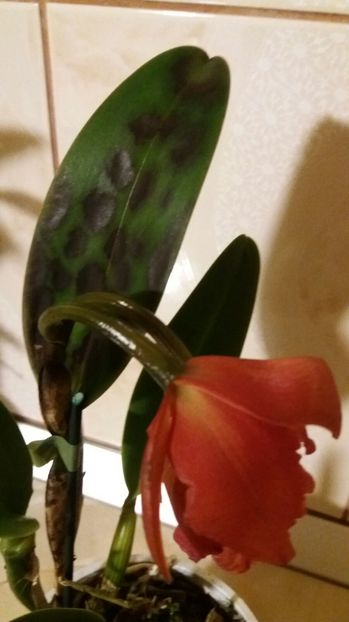 cattleya corai P 2016.12.20 1