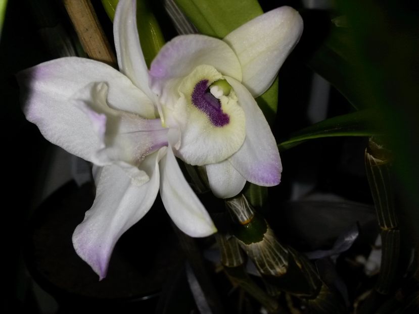 dendro n alb cu mov 2017.01.09