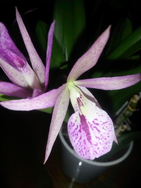 cattleya majkai majumi 2016.12.13 3 - catt 2016