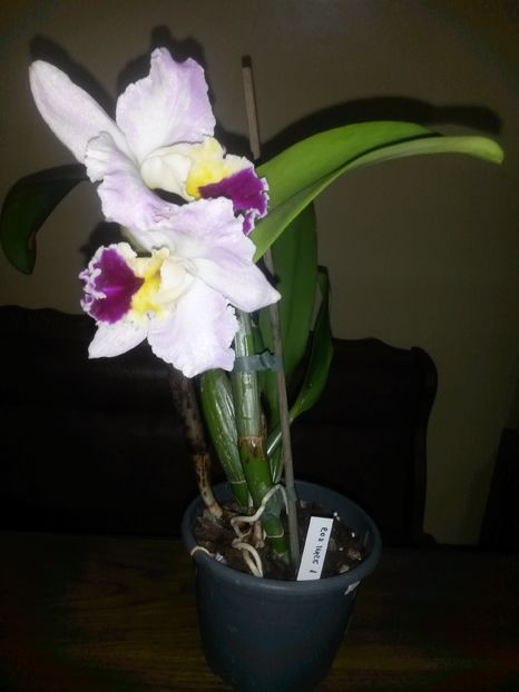 cattleya roz mare 1 2016.12.13 4 - catt 2016