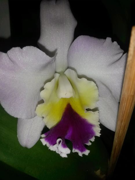 cattleya roz mare 2 2016.12.13 1