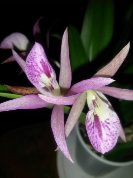 cattleya majkai majumi 2016.12.12 2