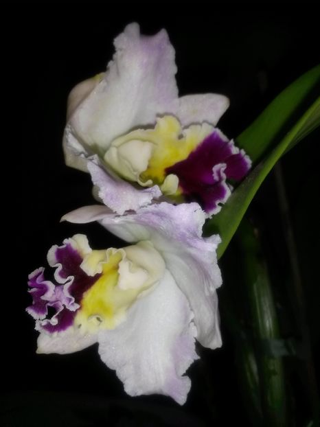 cattleya roz mare 1 2016.12.12 1