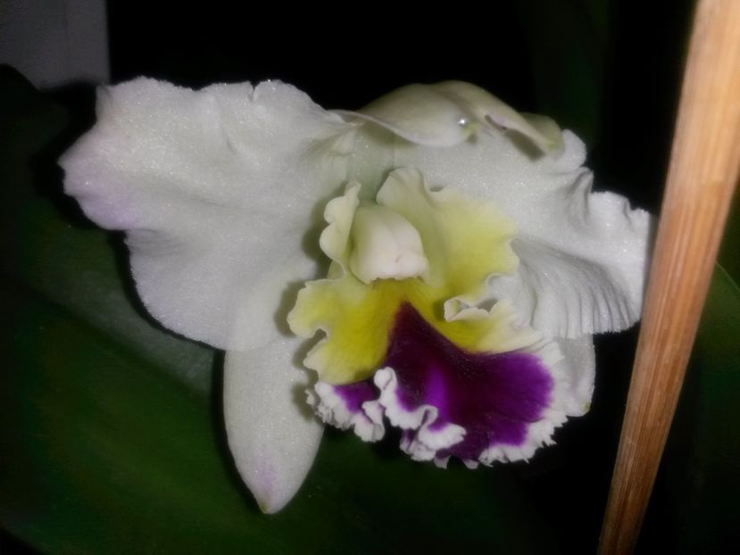 cattleya roz mare 2 2016.12.12