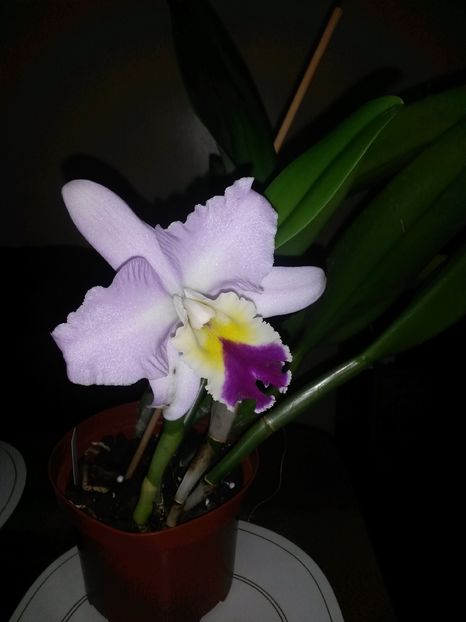 cattleya roz mare 2 2017.01.11 2 - catt 2017