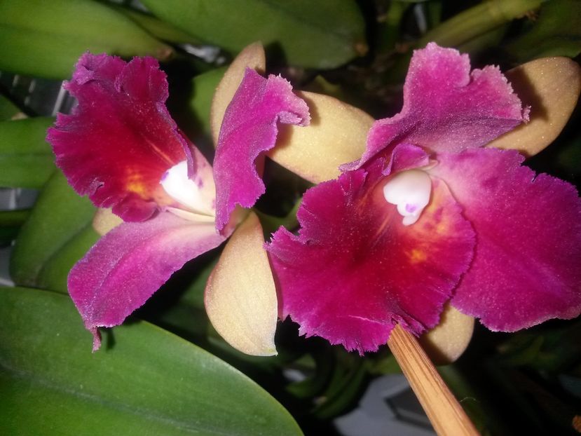 cattleya galben cu mov 2016.11.02