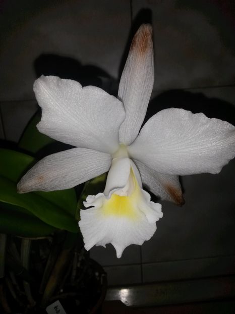 cattleya alba 2 2016.10.29 - catt 2016