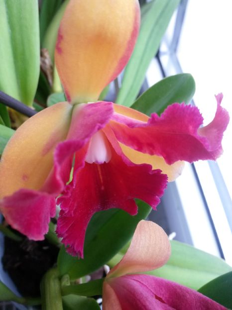 cattleya galben cu mov 2016.10.22 3