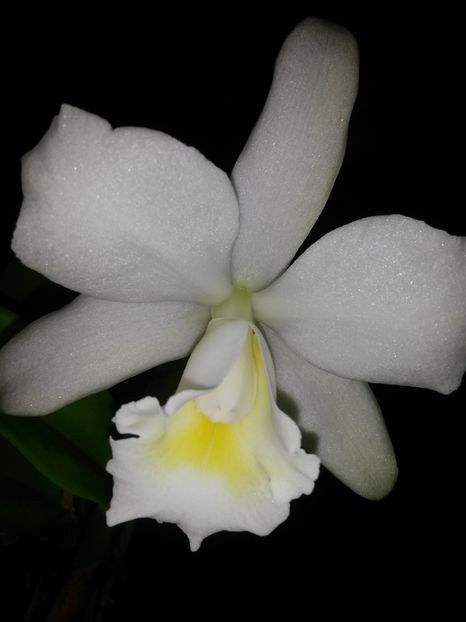 cattleya alba 2 2016.10.22 1