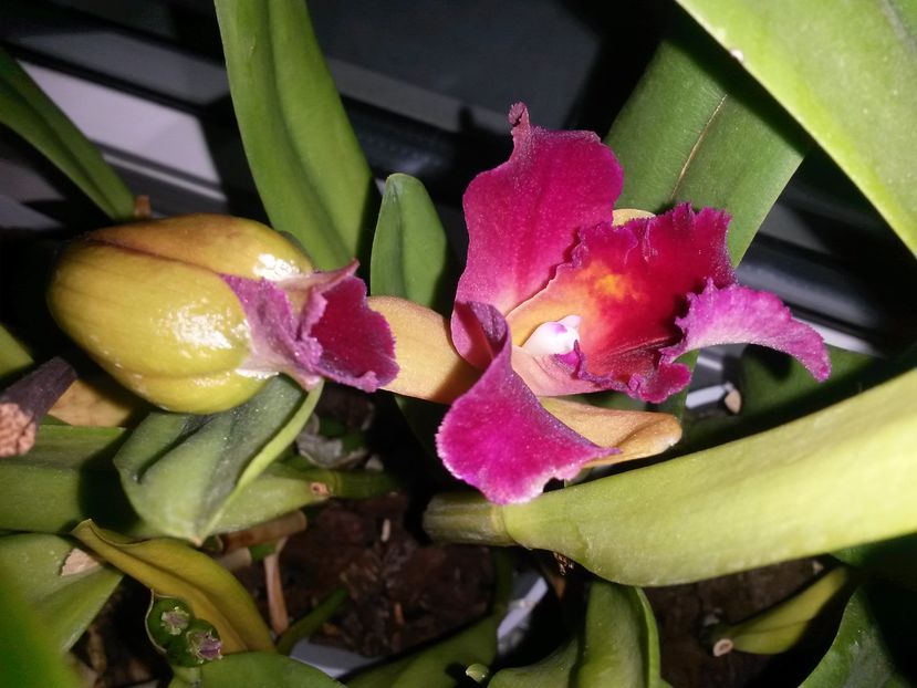 cattleya galben cu mov 2016.10.18 1