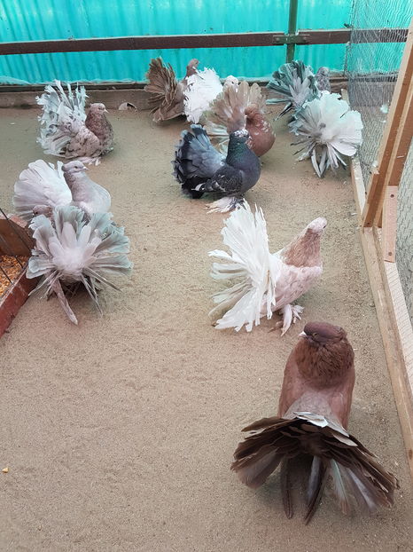  - 1 - VOLTATI INDIENI