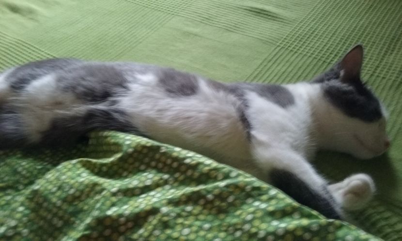  - ELSA