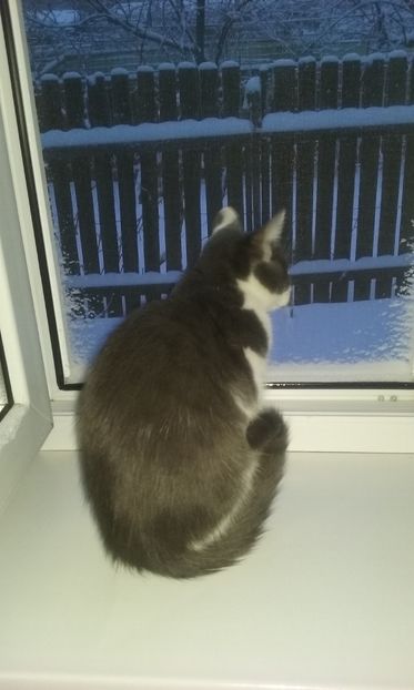  - ELSA