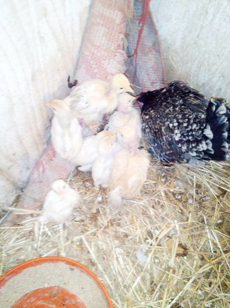 16105614_1662737287356900_4163833286760226285_n