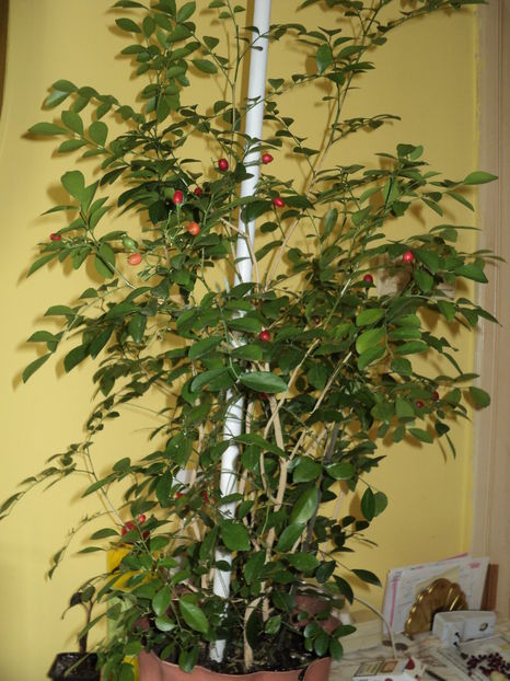 12 ian 2017 12 ian 2017