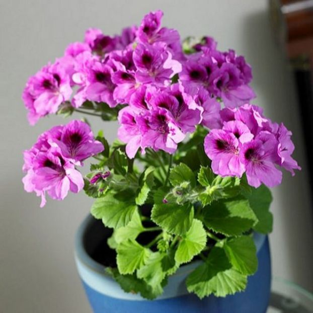 cultivo-del-geranio-como-planta-de-interior-01-e1476682255895
