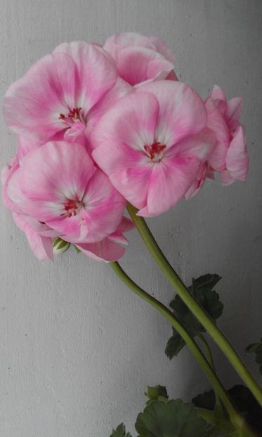 Pelargonie Oppskrift