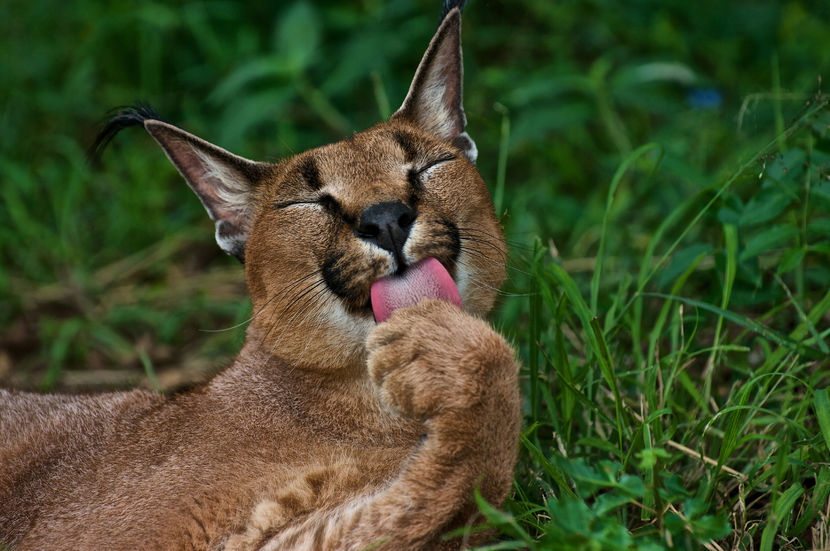 hepta_854173 - O_o Pisici neobisnuite - caracal sau linxul african O_o