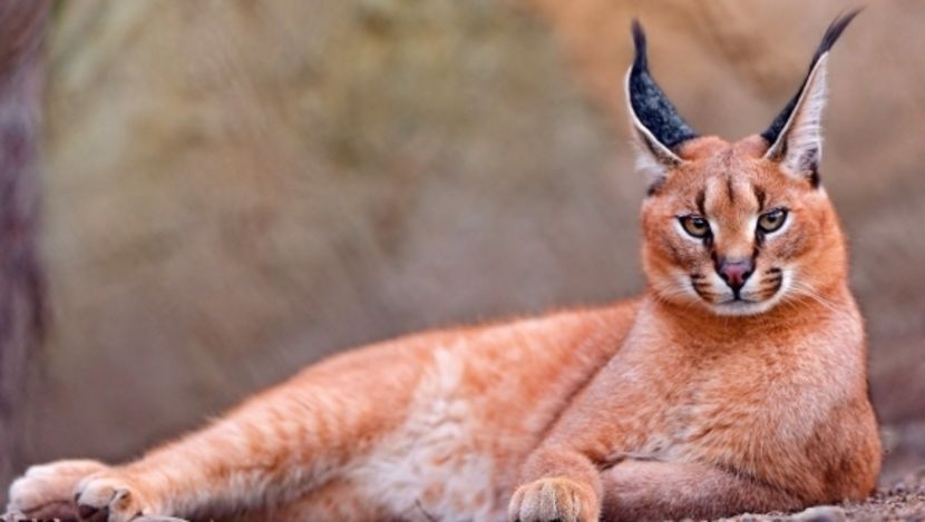 nature_cats_animals_long_ears_caracal_wild_wallpaper_2560x1600_www.wallpaperswa.com-0n - O_o Pisici neobisnuite - caracal sau linxul african O_o