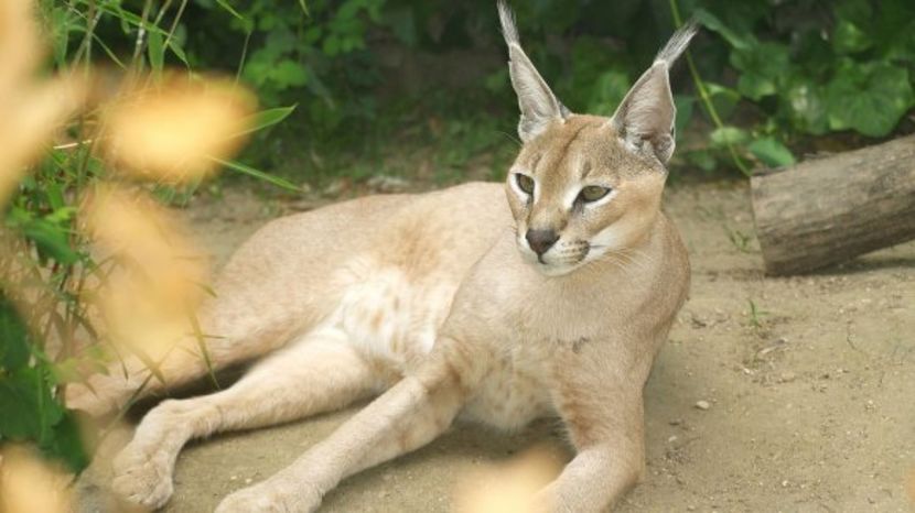 caracal-1 - O_o Pisici neobisnuite - caracal sau linxul african O_o