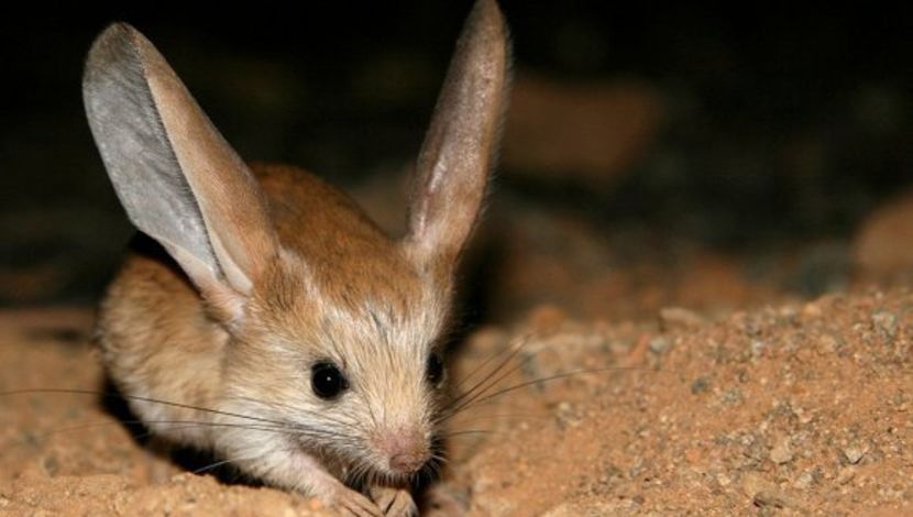 s063-0n - O_o 9 motive pentru care vei spune ca jerboa este animalutul tau preferat O_o