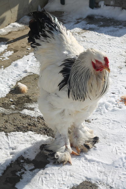  - Cocosi si gaini ianuarie 2017