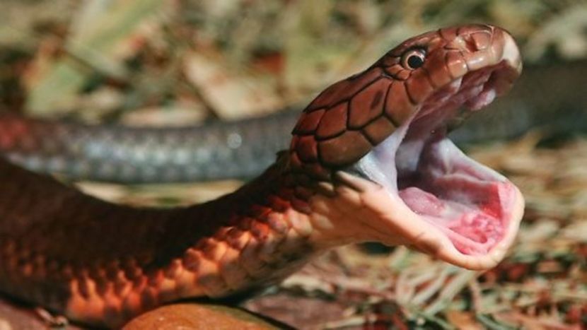 756924-snakes-0n - O_o Care sunt acum cei mai periculosi serpi din lume O_o
