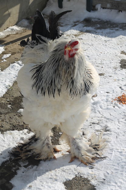  - Cocosi si gaini ianuarie 2017