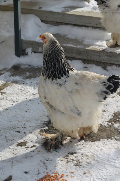  - Cocosi si gaini ianuarie 2017