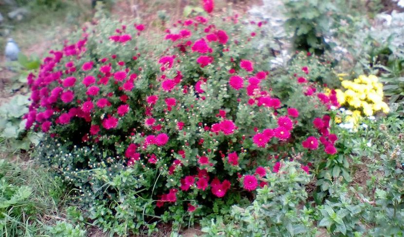 tufanica siclam, culori cele mai intense - tufanici margarete aster