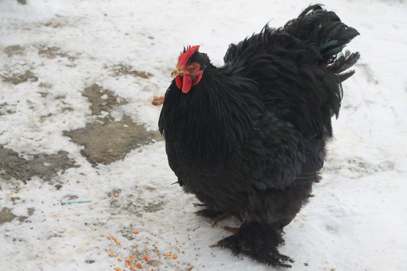  - Cocosi si gaini ianuarie 2017