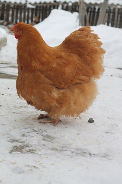  - Cocosi si gaini ianuarie 2017