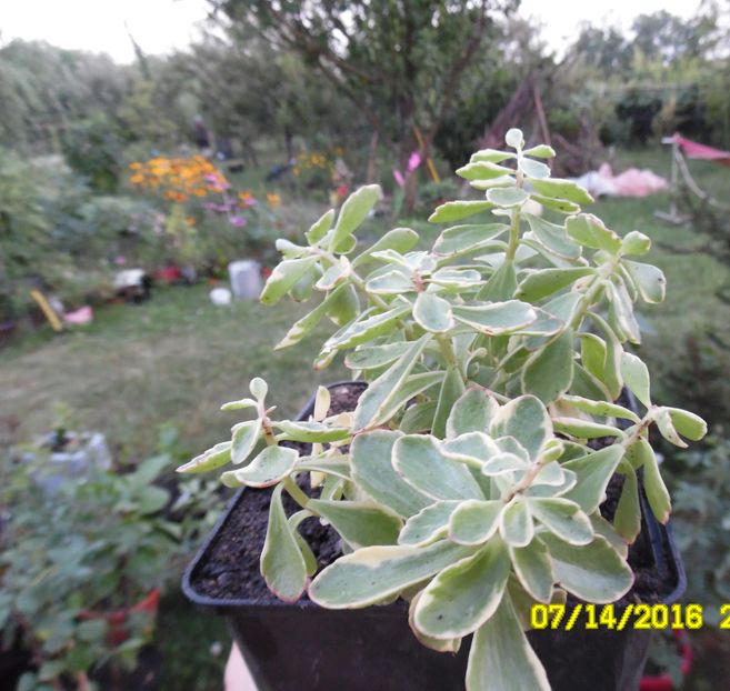 Sedum variegat - Suculente de gradina si interior