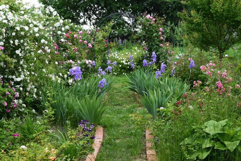 2016 - Z_FAVORITELE gradinii mele