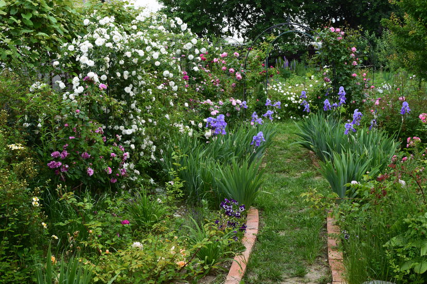 2016 - Z_FAVORITELE gradinii mele