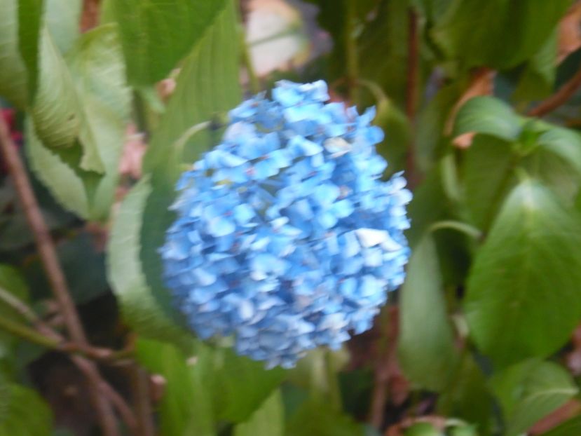 hortensie Nikko blue