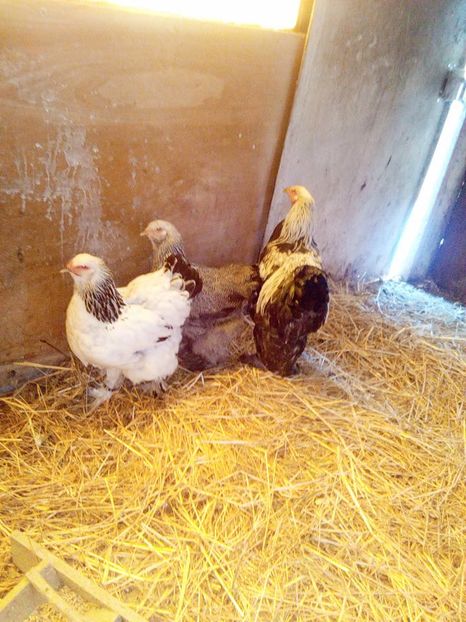 15977780_1662738534023442_2437070956346740466_n - Gaini brahma pt 2017