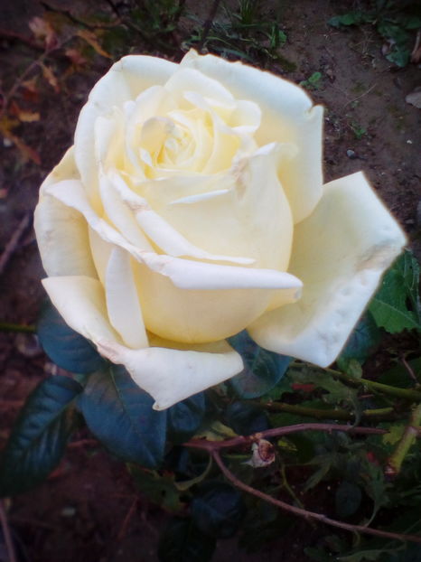 parfumat, alb cu mijloc galben - trandafiri diverse soiuri
