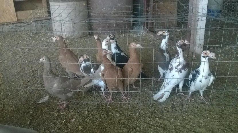 15995993_1312246258832787_1836002209_n