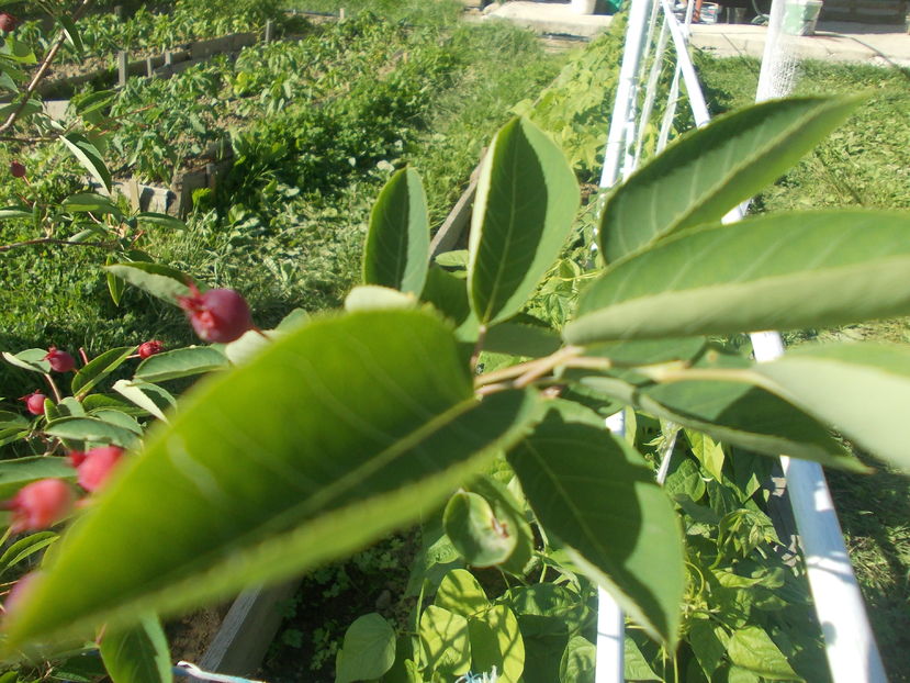 ; Amelanchier sau pomul de stafide
