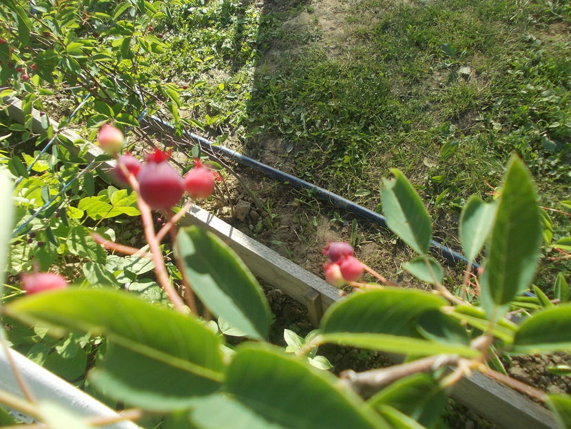; Amelanchier sau pomul de stafide
