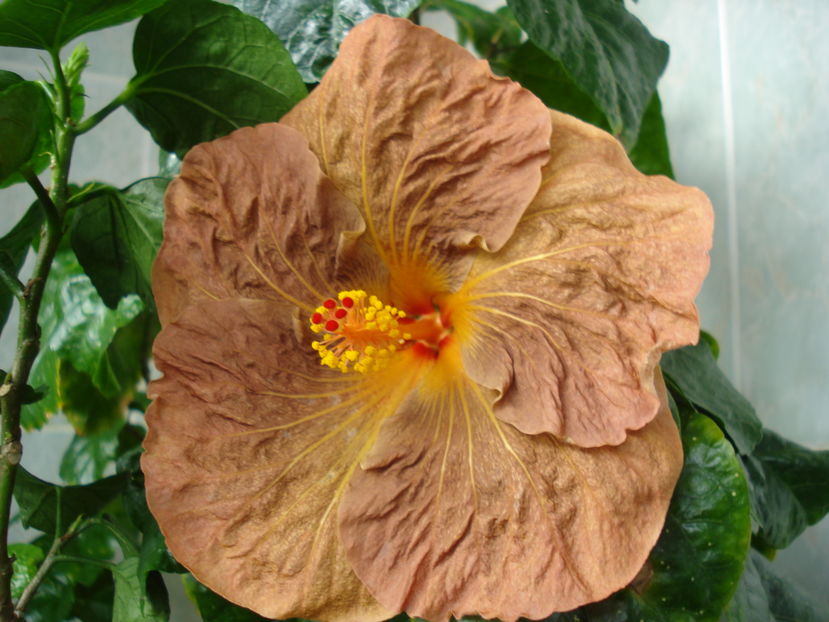  - Hibiscus Topaz Glory