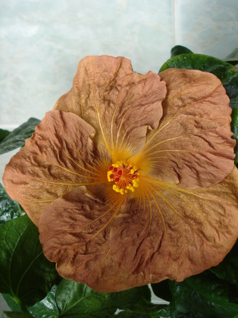  - Hibiscus Topaz Glory