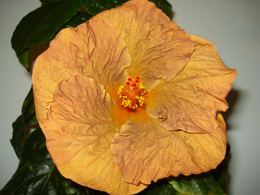  - Hibiscus Topaz Glory